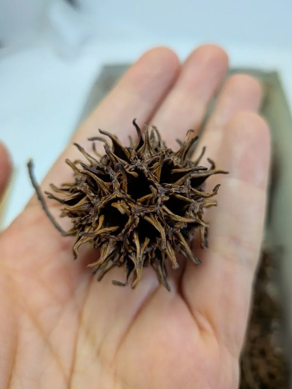 Huge 130+ Pc Botanical Craft Supply Lot Sweetgum Lotus Pods Acorns Pinecones